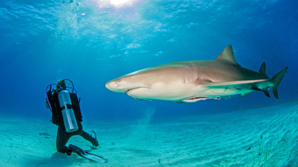 Fototapeta premium Lemon shark