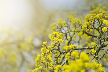 European cornel branch with young blossoming
