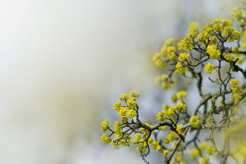 European cornel branch with young blossoming