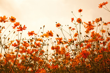 Abatract. Sweet color cosmos flowers in the bokeh texture soft blur with pastel tone for background