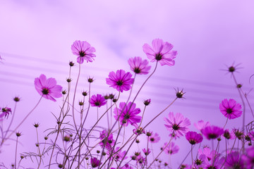 Abatract. Sweet color cosmos flowers in the bokeh texture soft blur with pastel tone for background