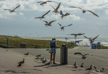 Naklejka premium nuisance herring gulls at the beach