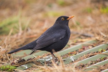 Blackbird (Turdus Merula)
