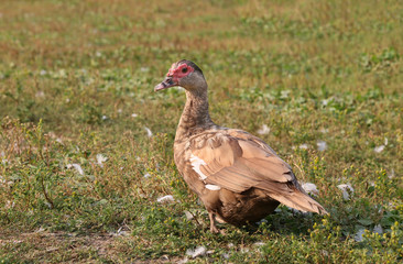 Female Mallard Duck. Closeup of drake, standing 