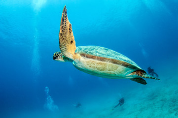 Sea Turtle