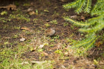 Dunnock (Prunella modularis)