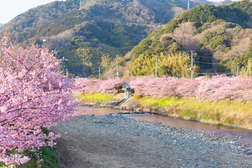 Sakura tree in japan
