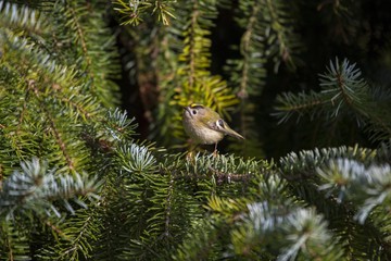 Goldcrest (Regulus Regulus)