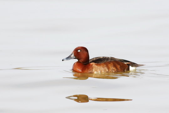 Ferruginous Duck (Aythya nyroca), river Danube