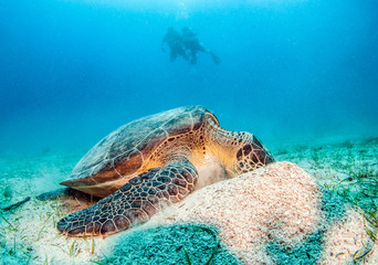 Sea Turtle