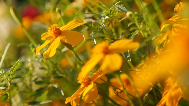 Small orange Tagetes tenuifolia garden shallow DOF flower 4K 3840X2160 UltraHD slow tilt footage - Golden marigold also known as signet marigold in the field 4K 2160p UHD video 
