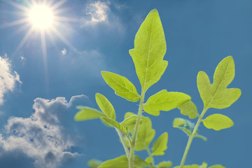 Jungpflanzen mit Sonne