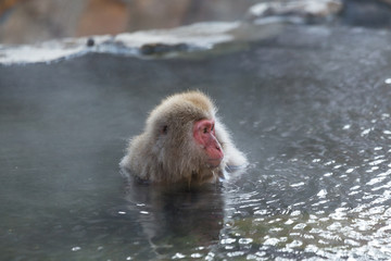 Obraz premium Monkey enjoy hot spring