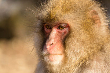 Thinking Monkey