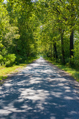 Fototapeta premium Forest Way