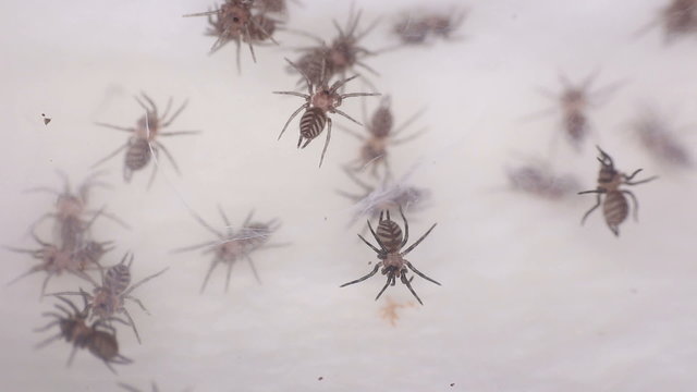 small Funnel-web spider linothele fallax
