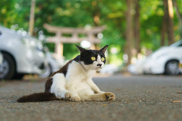 Fototapeta premium 猫