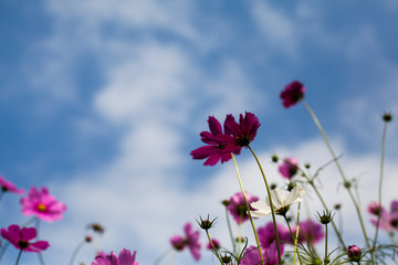 Abatract. Sweet color cosmos flowers in the bokeh texture soft blur with pastel tone for background