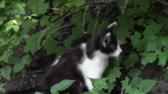 Черно-белый котенок играет в кустах.