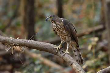 Shikra