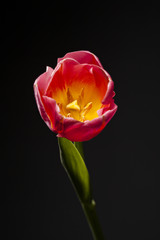 Magnificent tulip flower