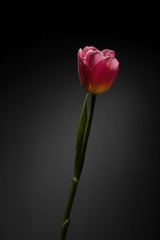 Magnificent tulip flower