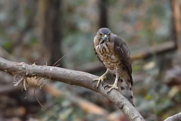 Shikra