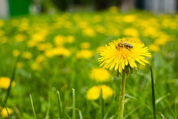 Obraz premium Yellow dandelion flowers with leaves in green grass