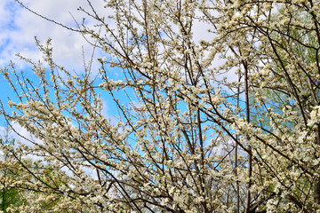Blooming plum tree in spring garden on a sunny day