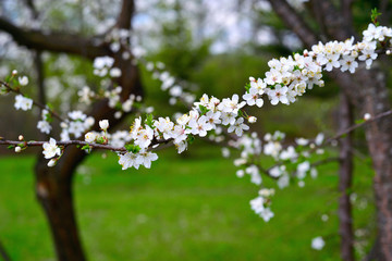 Flowering trees in autumn garden on a sunny day