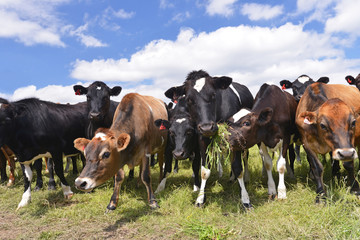 Kudde koeien op een weiland, Nieuw-Zeeland