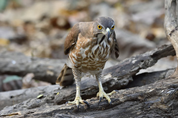 Shikra