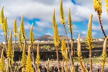 Aloe vera plants blooming on Lanzarote Canary Island Spain.  - 104650889