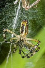 Wespenspinne (Argiope bruennichi) nach erfolgreicher Häutung