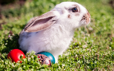 Easter rabbit and painted Easter eggs around him