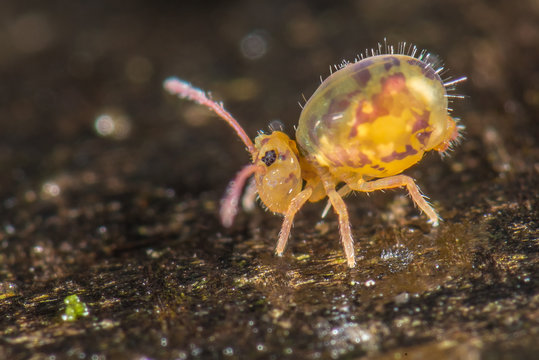 Bunter Kugelspringer (Dicyrtomina ornata) auf Totholz - Gr&ouml;&szlig;e 2mm