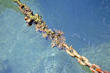Marina Punat, bindings, Adriatic coast, island Krk,  3 , Croatia, Europe