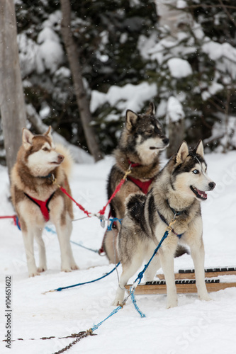 Chien Dattelage Pour Traineau Dans Le Grand Nord Canadien