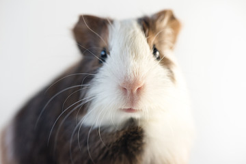 closeup of nose cute guinea pig