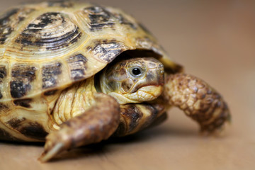 tortoise