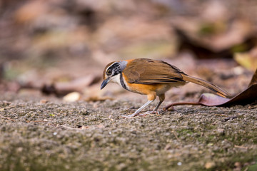 Greater Necklaced Laughingthrush (Garrulax pectoralis) looking for food