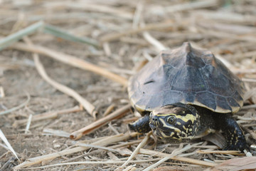 turtle