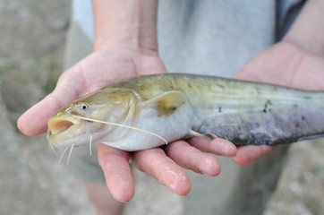 Fisherman Showing Catch