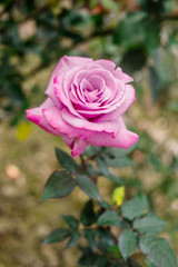 The roses are in full bloom in the park, it is very beautiful