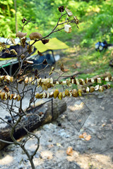 Sliced mushrooms are dried in the open air in the campaign