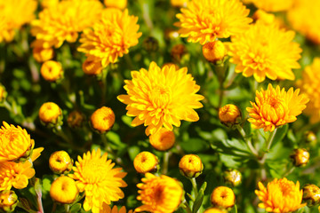 Dandelion on a Croatian marketplace