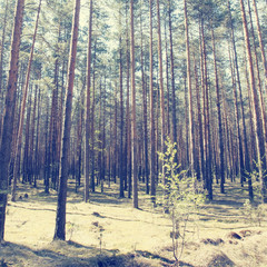 Spring forest. Photo toned in vintage style