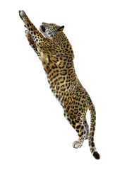 Big Cat Jaguar on White