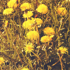 Wild flowers in sunset. Photo toned in vintage style