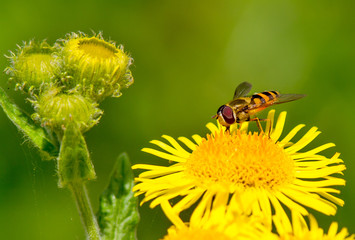 Hoverfly on a flower